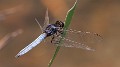 Crocothemis nigrifrons male-1558